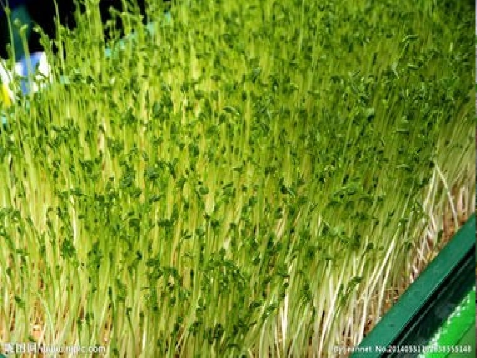 劳动与技术《无土栽培》_第2页