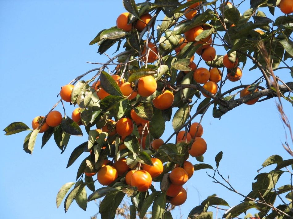 秋姑娘的信__课件_第3页