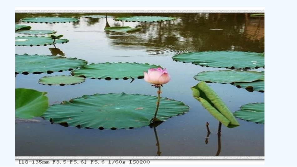 (部编)人教语文2011课标版一年级下册13-荷叶圆圆第二课时ppt_第2页