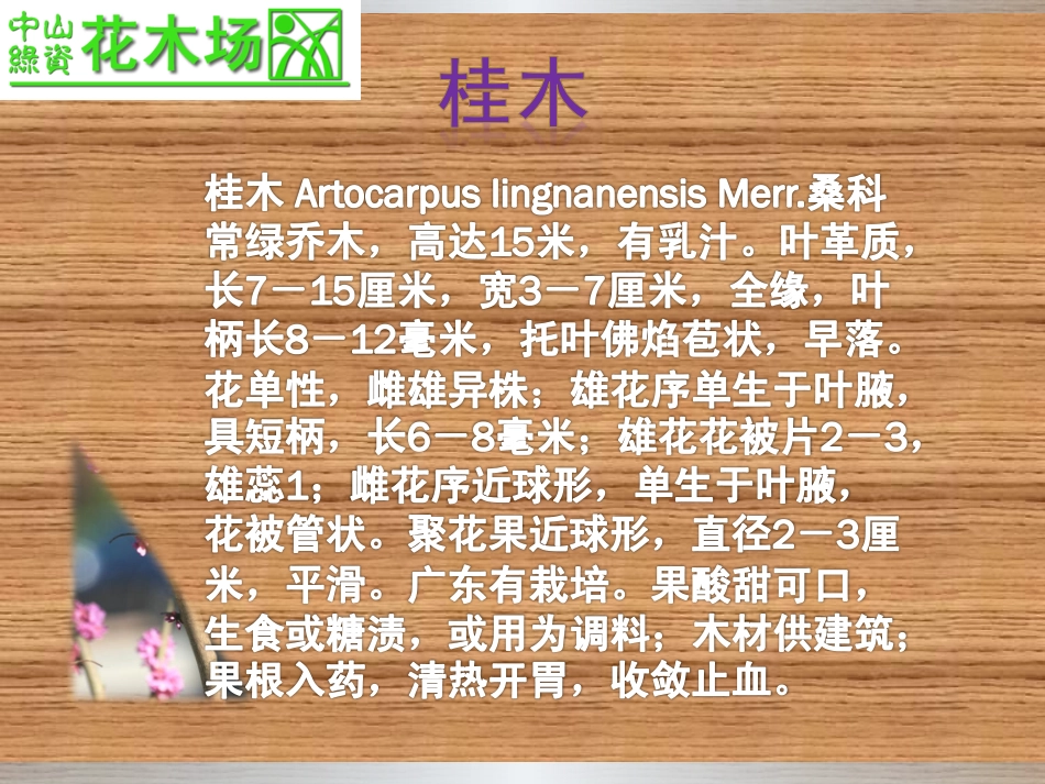 苗木,花木,广东花木之桂木,国庆花,海檬果,海南红豆,海南黄花梨简介_第2页