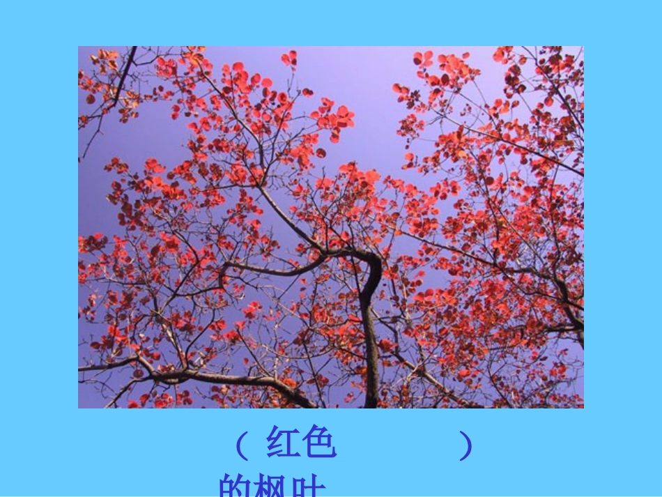 《蓝色的树叶》_第3页