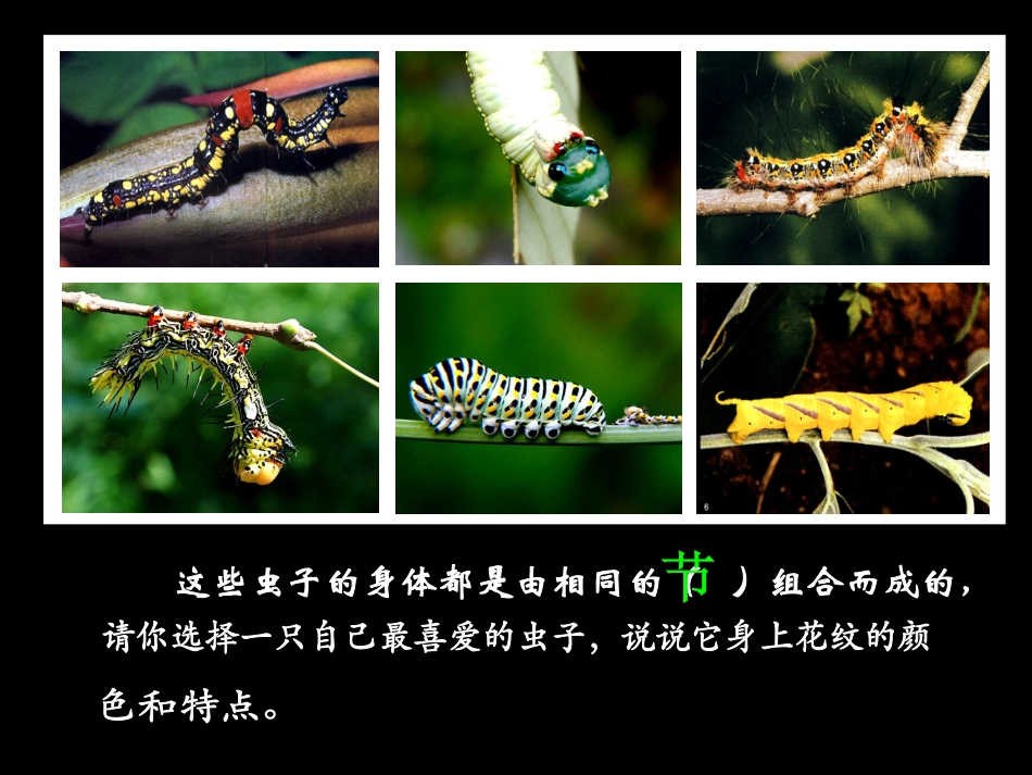 节节虫的身体特点_第2页
