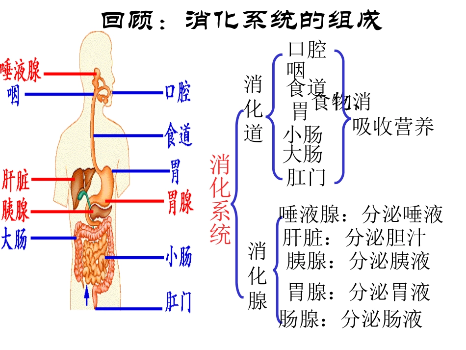 食物的消化和吸收第课时_第2页