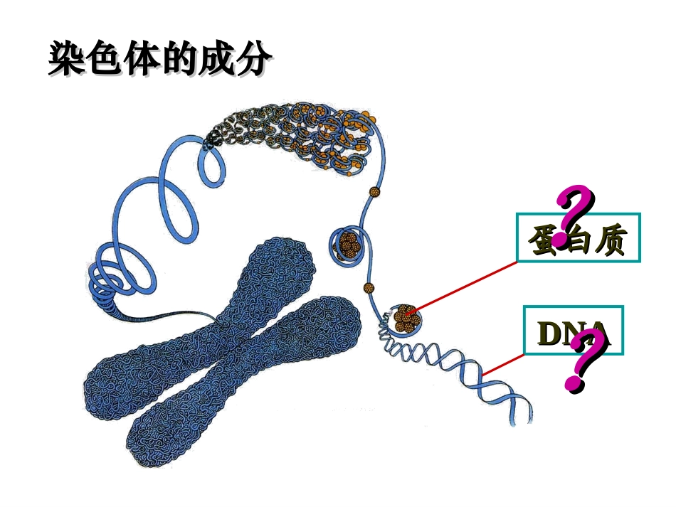 必修二301DNA是主要的遗传物质(1)_第2页