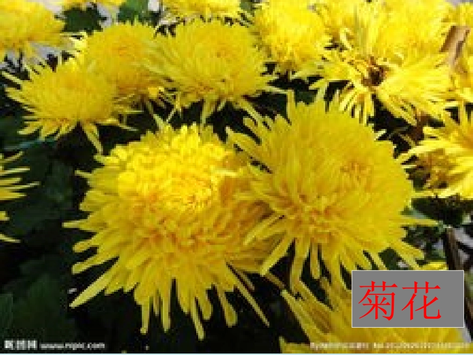 冰花教学课件_第2页