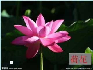 冰花教学课件