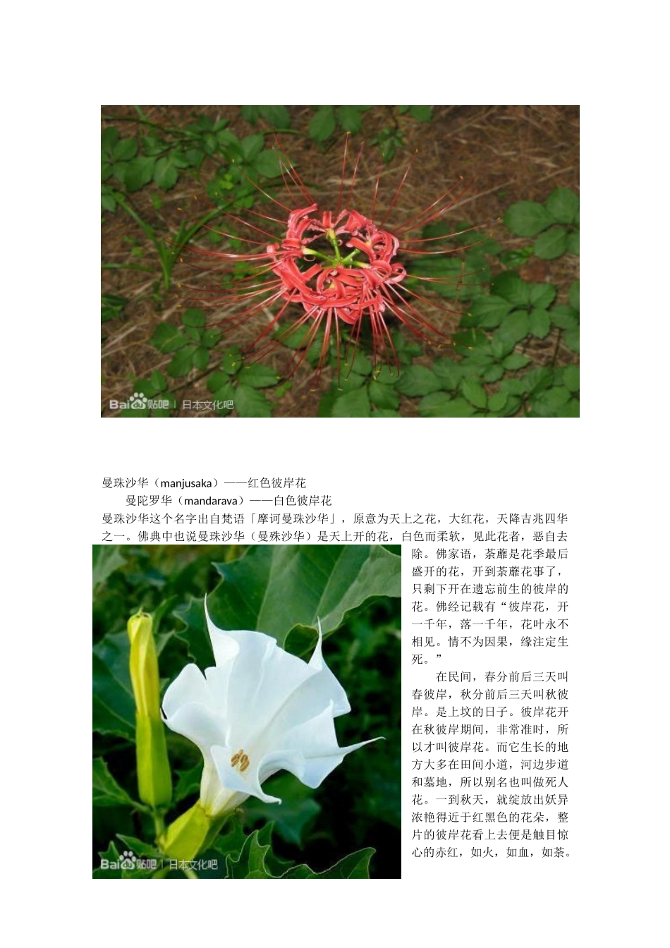 那些日本文化里的花木_第3页