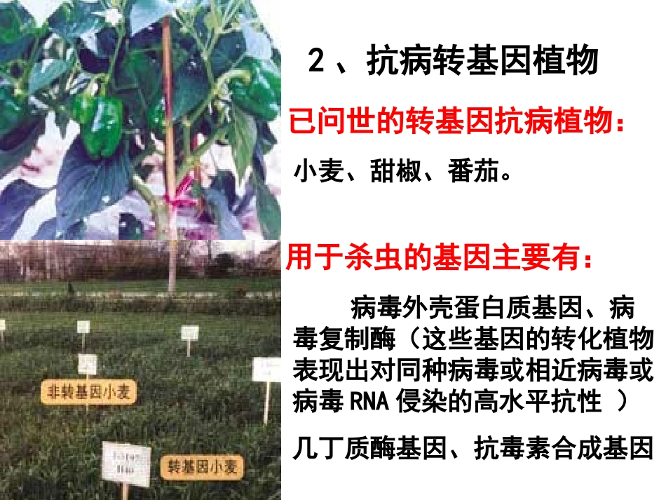 选修3专题1基因工程1.3基因工程的应用_第3页