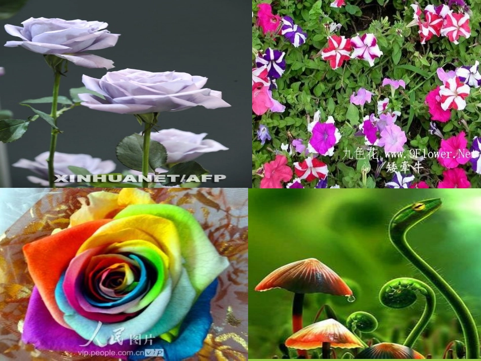 送你一束转基因花课件_第1页