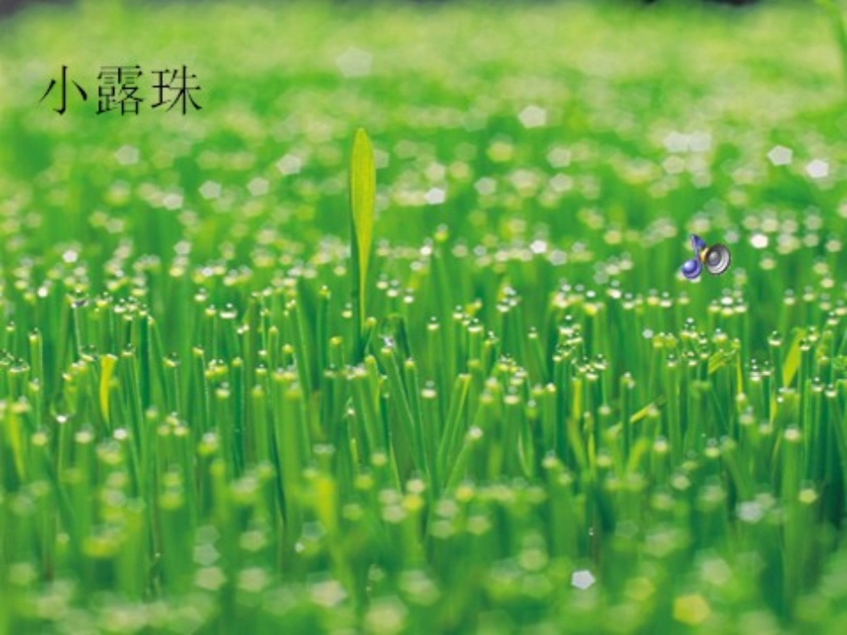 小露珠上课课件_第1页