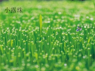 小露珠上课课件