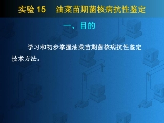油菜苗期菌核病抗性鉴定
