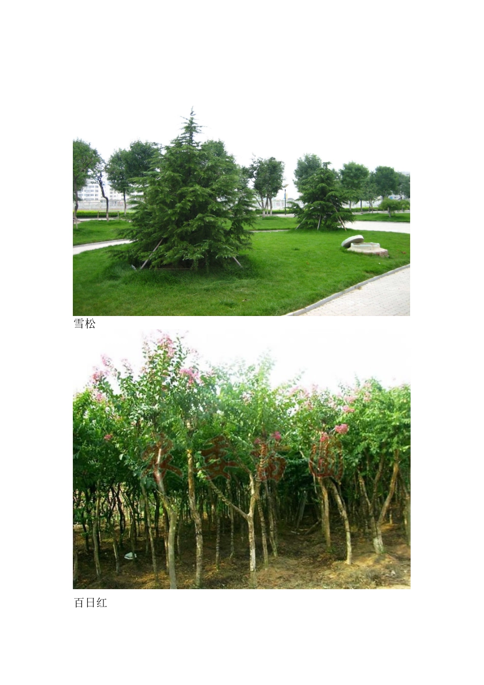 常用的绿化带植物_第1页