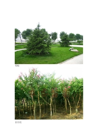 常用的绿化带植物