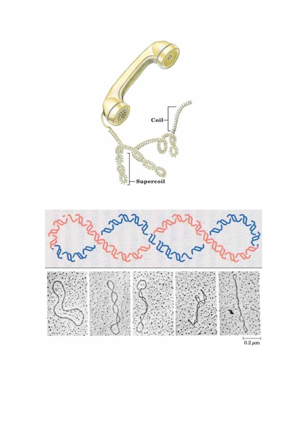 超螺旋L=T+W_第2页