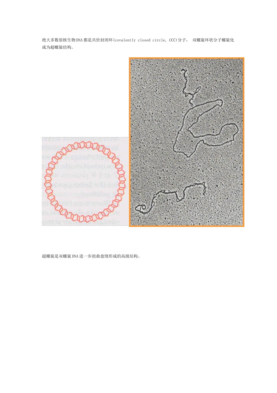 超螺旋L=T+W_第3页