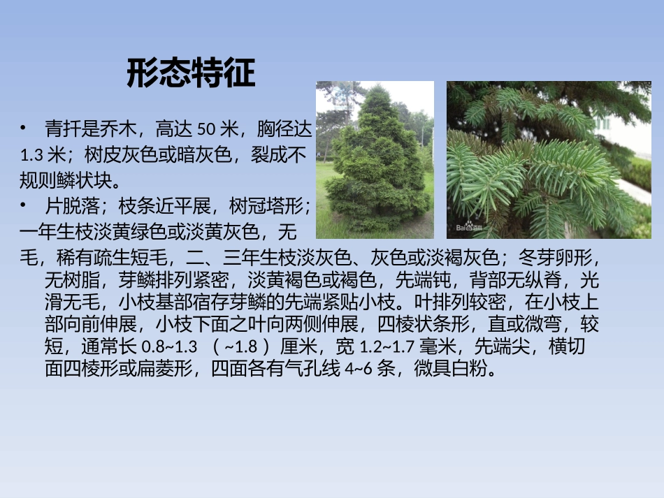 杉树的种类和区别_第2页