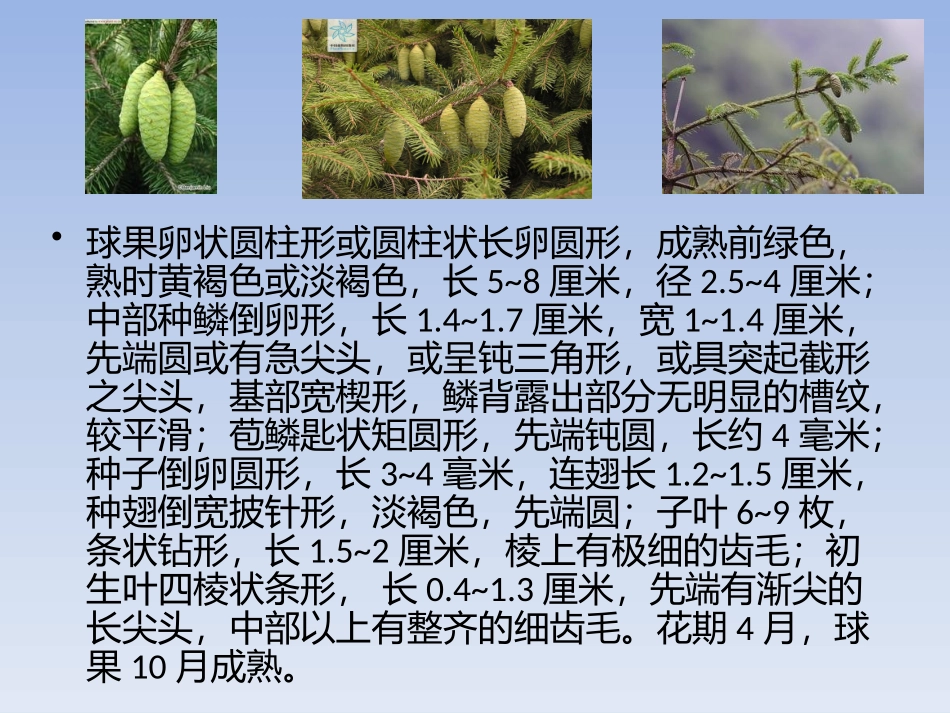杉树的种类和区别_第3页