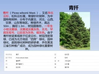 杉树的种类和区别