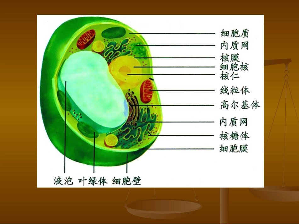 细胞器系统内的分工合作_第3页