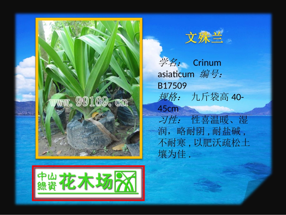 广东花木之希美莉,文殊兰,锡兰叶下珠,细叶龙船花等花木,苗木,绿化花木_第2页