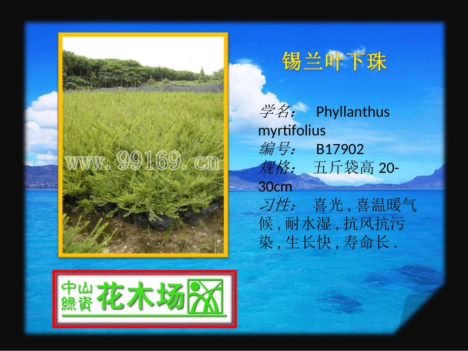 广东花木之希美莉,文殊兰,锡兰叶下珠,细叶龙船花等花木,苗木,绿化花木_第3页