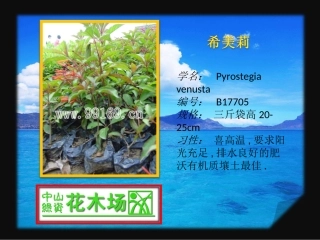 广东花木之希美莉,文殊兰,锡兰叶下珠,细叶龙船花等花木,苗木,绿化花木