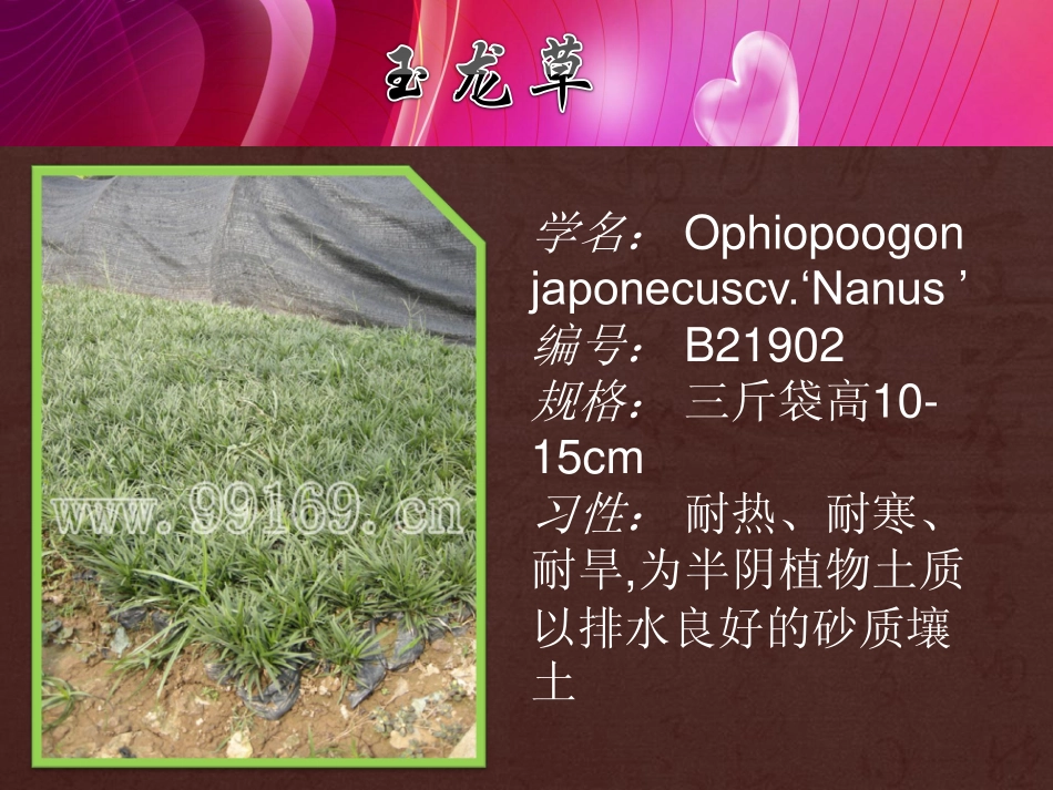 广东花木,园林绿化,中山花木之玉龙草,银边草,银边山菅兰,硬枝黄蝉17_第2页