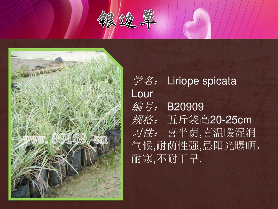广东花木,园林绿化,中山花木之玉龙草,银边草,银边山菅兰,硬枝黄蝉17_第3页