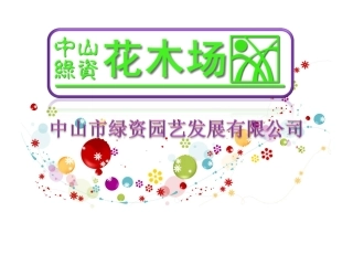 广东花木,园林绿化,中山花木之玉龙草,银边草,银边山菅兰,硬枝黄蝉17