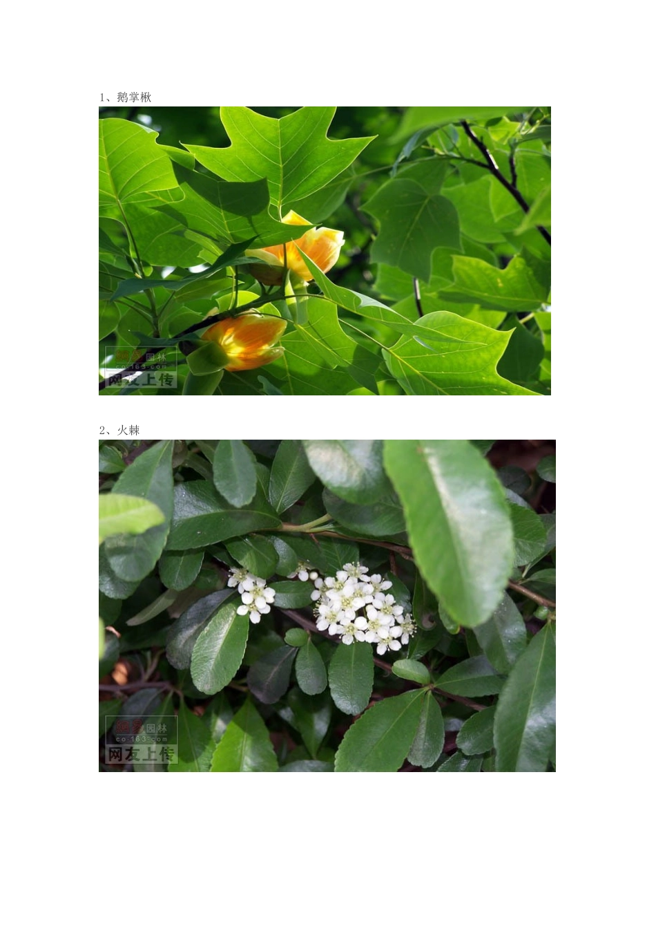 常见园林绿化植物图片大全_第1页