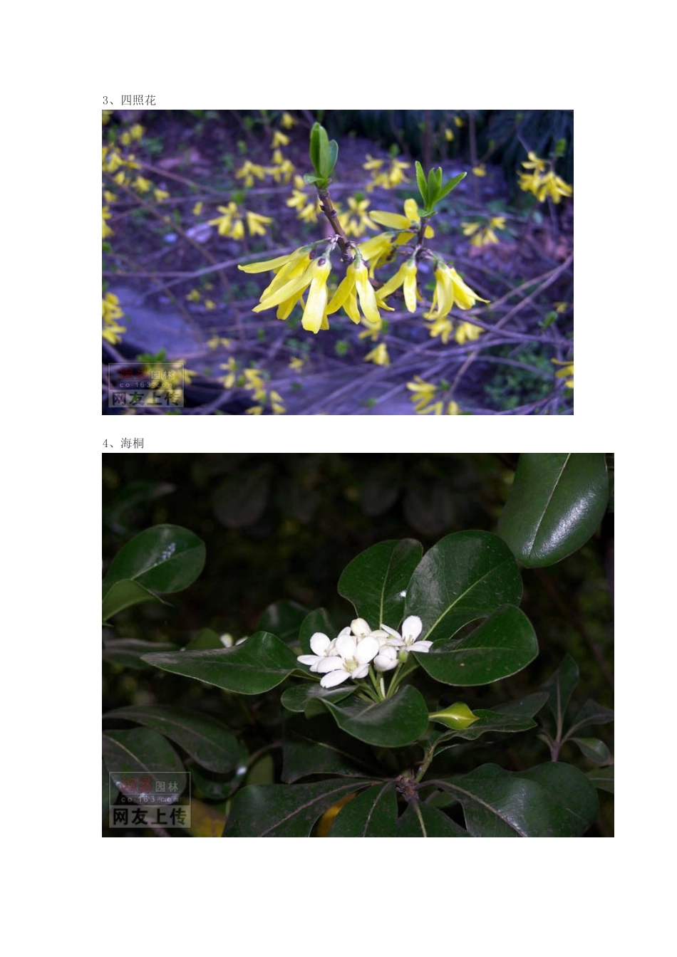 常见园林绿化植物图片大全_第2页