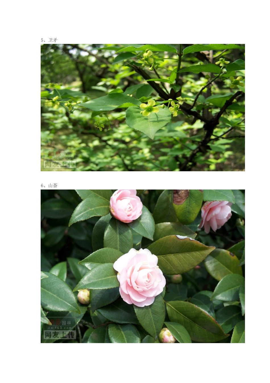 常见园林绿化植物图片大全_第3页