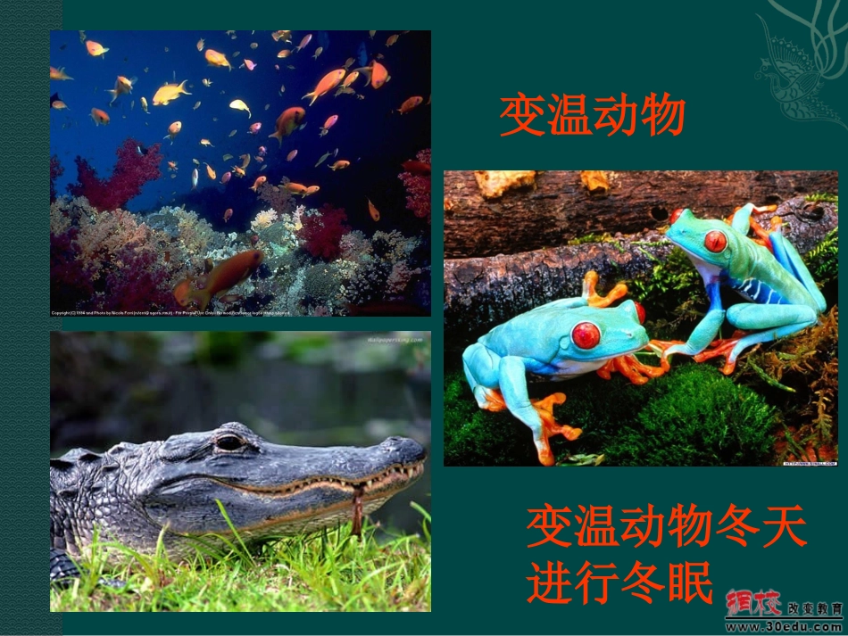 体温调节课件_第2页