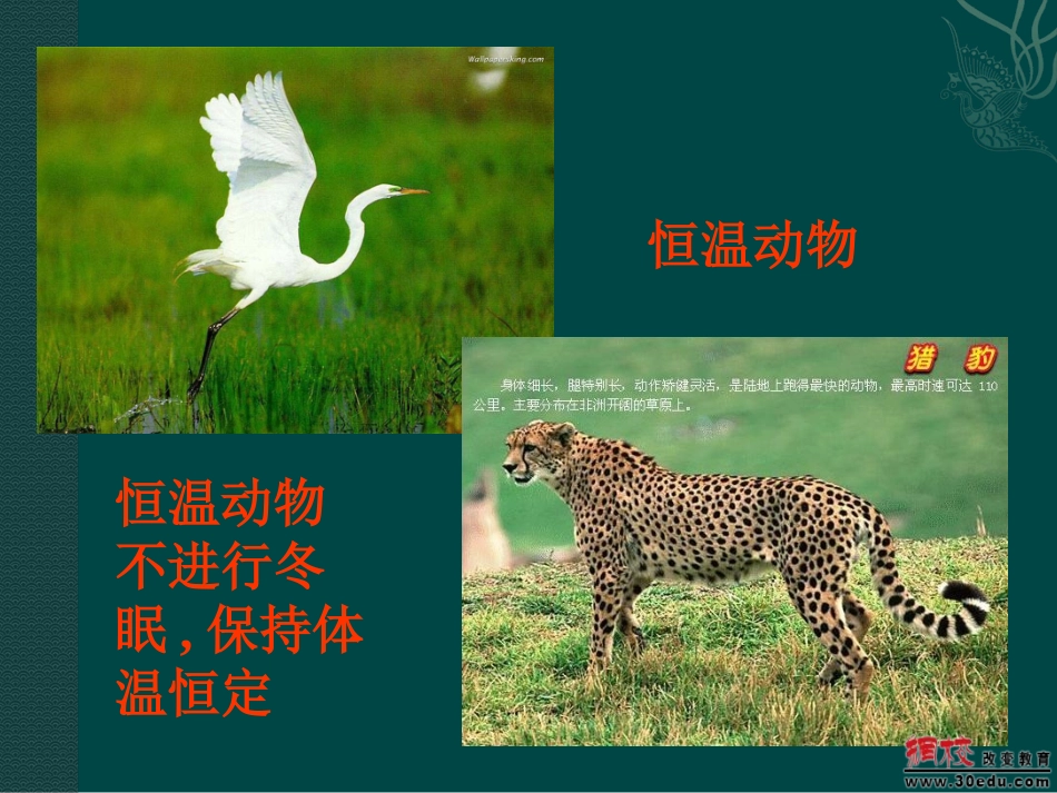 体温调节课件_第3页