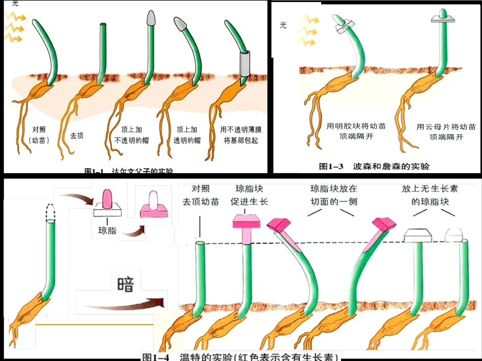 植物生命活动的调节 高三生物二轮复习_第3页