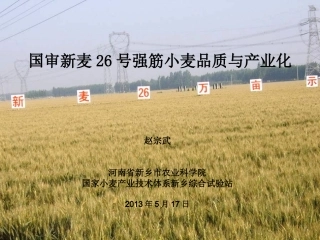 国审新麦26号强筋小麦品质与产业化