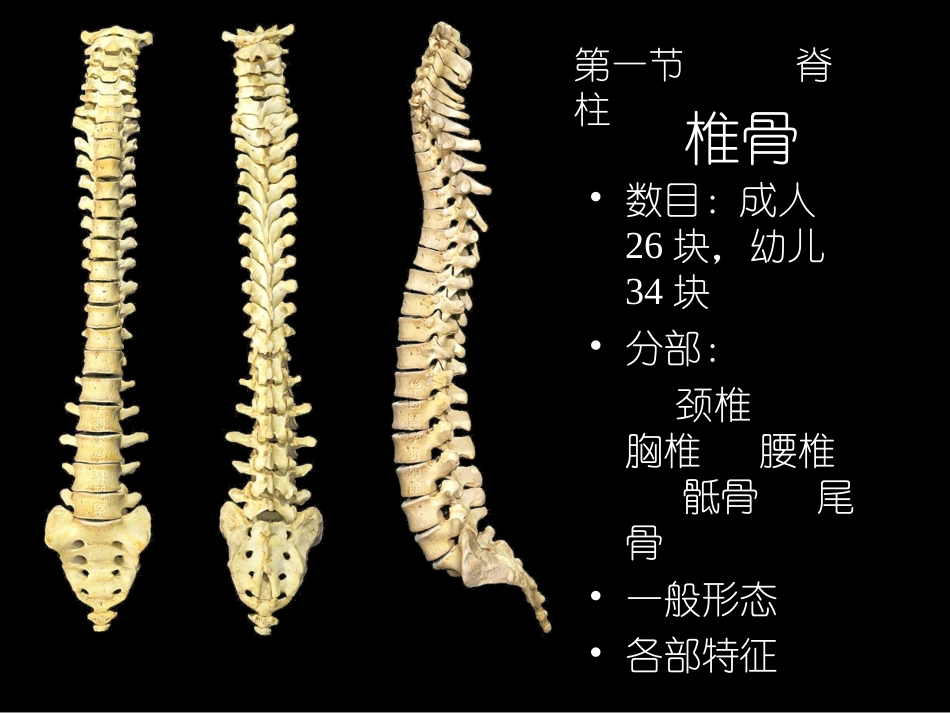 舞蹈解剖学第三章第一节_第2页