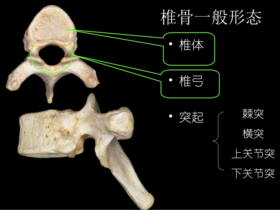 舞蹈解剖学第三章第一节_第3页
