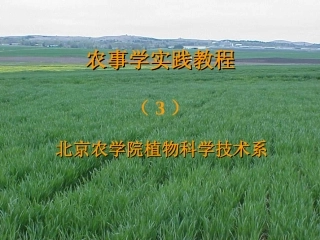 夏玉米播种技术