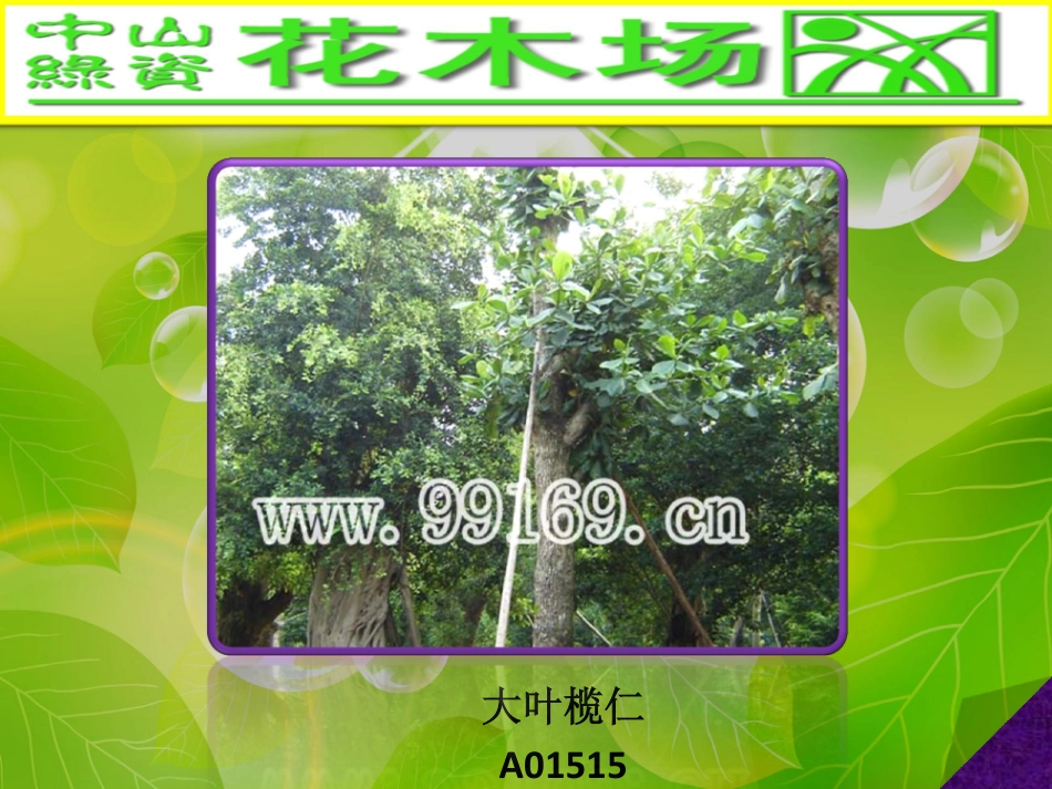 园林,绿化,广东花木之大叶榄仁,垂榕,大叶紫微,大叶榕图片赏悦41_第1页