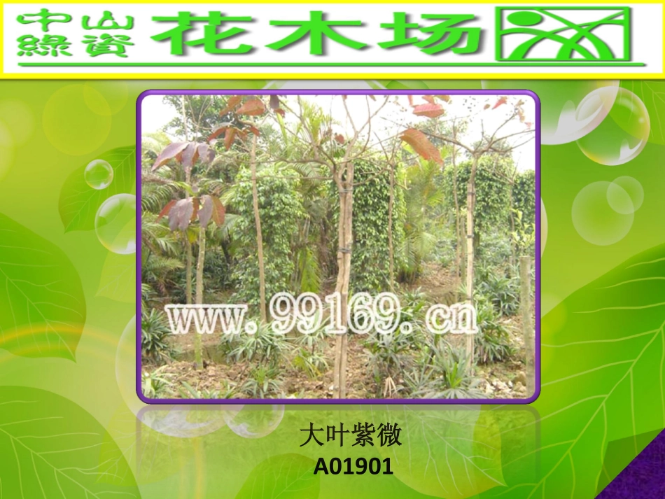 园林,绿化,广东花木之大叶榄仁,垂榕,大叶紫微,大叶榕图片赏悦41_第2页
