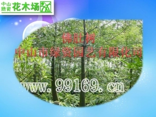 苗木,绿化工程,园林景观,广东花木之佛肚树