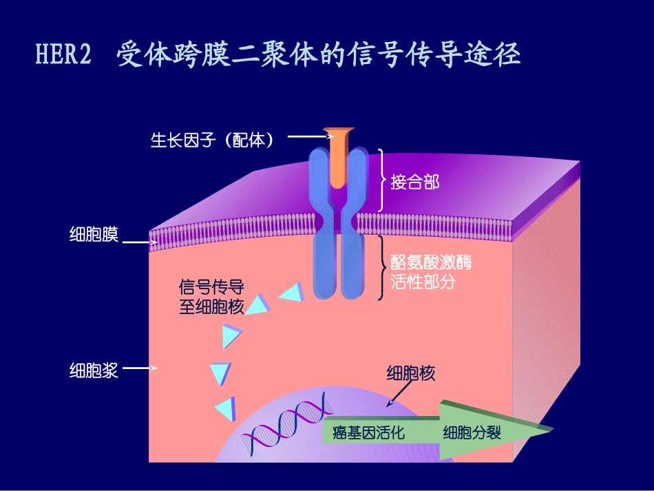 乳腺癌her2检测_第3页