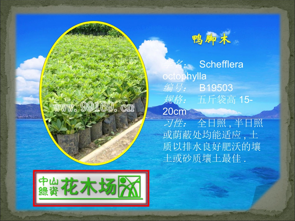 沿阶草,鸭趾草,鸭脚木,雪花木的绿化树,苗木,广东花木场,园林绿化21_第3页