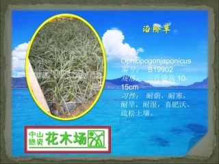 沿阶草,鸭趾草,鸭脚木,雪花木的绿化树,苗木,广东花木场,园林绿化21