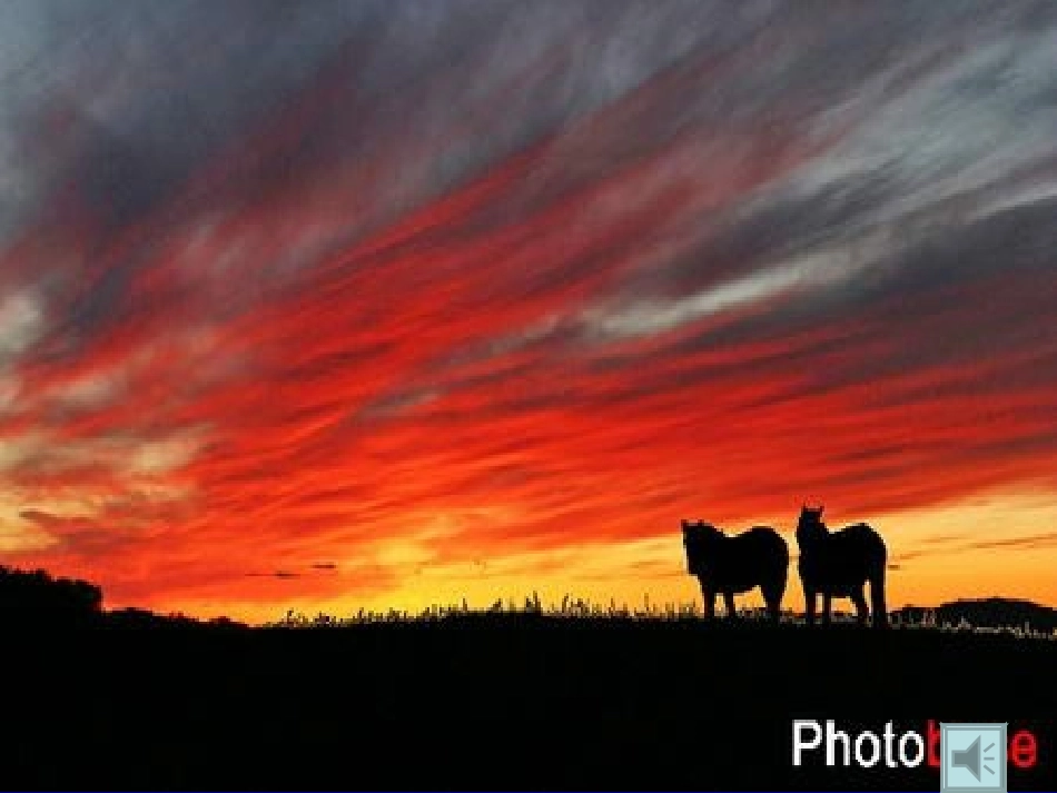 苏教版六年级上册   16 草原_第1页