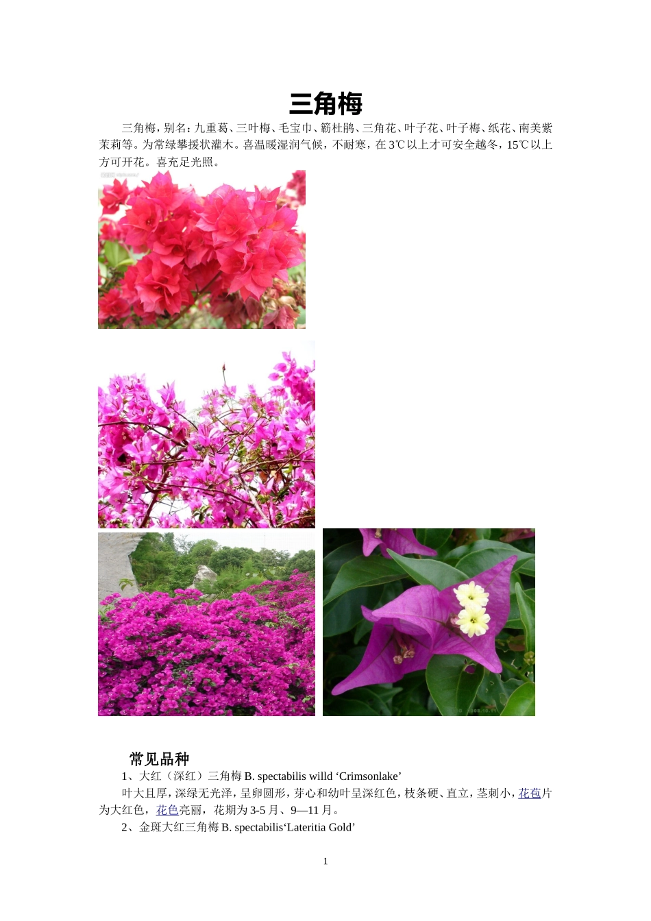 花卉百科：三角梅(叶子花)_第1页
