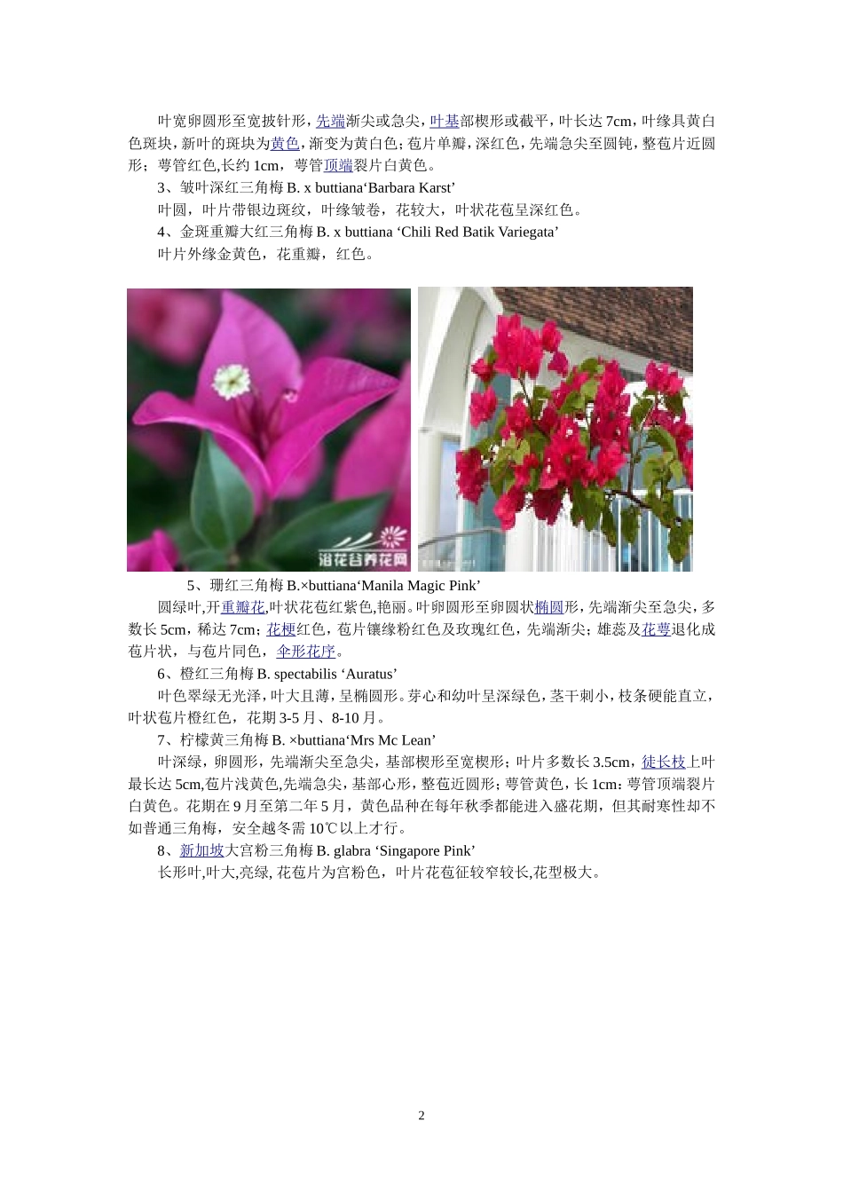 花卉百科：三角梅(叶子花)_第2页