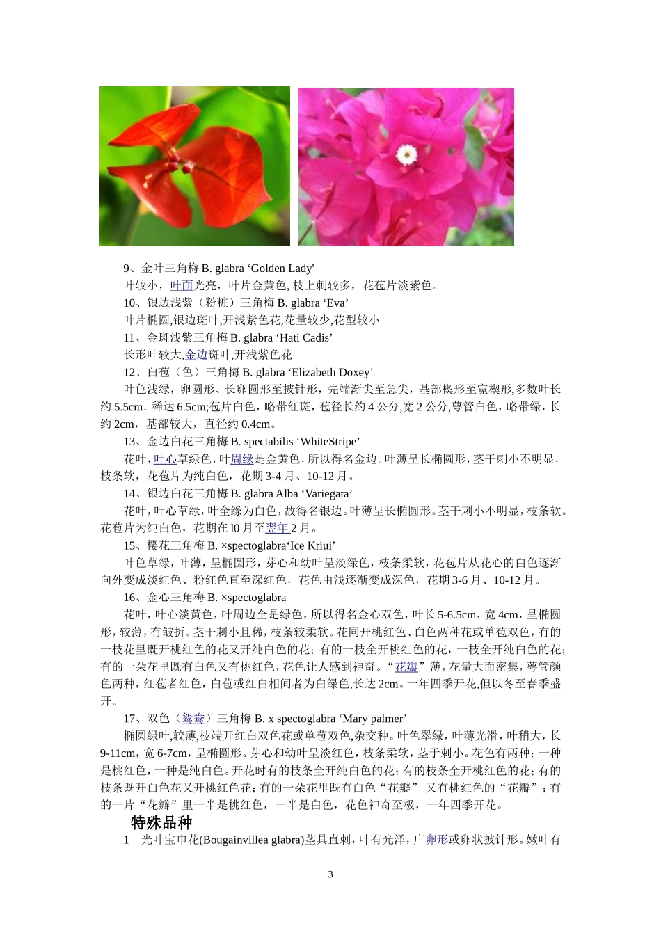 花卉百科：三角梅(叶子花)_第3页